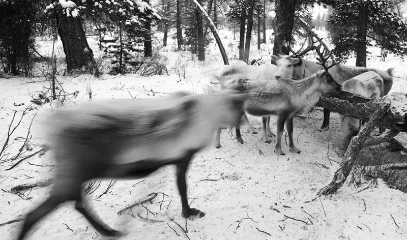 mongolia reindeer photos 